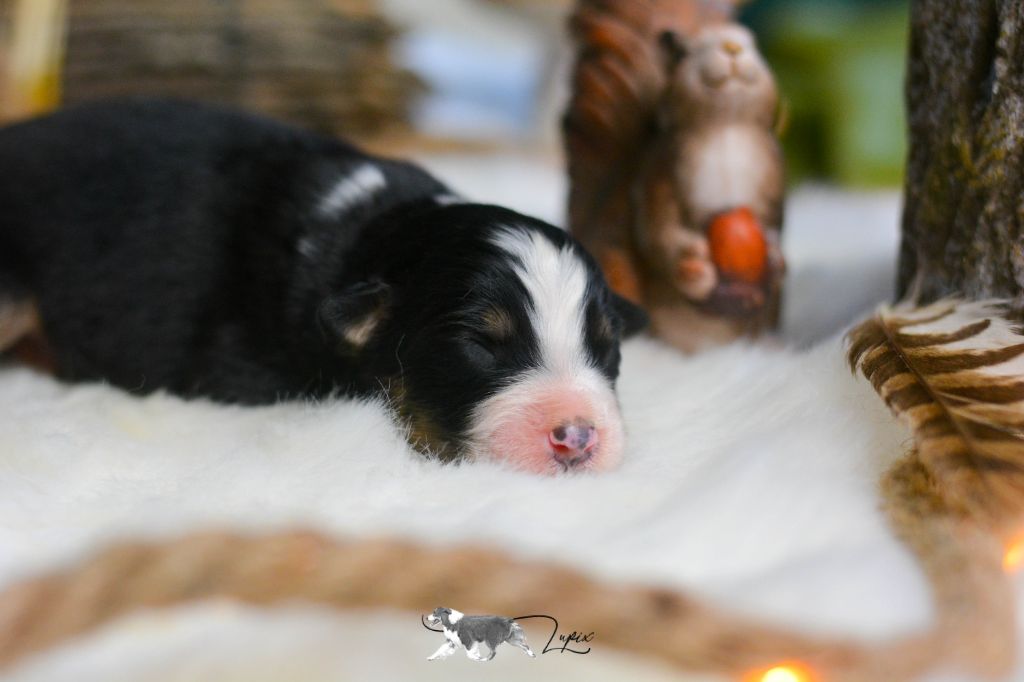 De Xiberoan Txakurrak - Chiot disponible  - Berger Australien