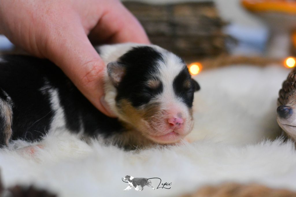 De Xiberoan Txakurrak - Chiot disponible  - Berger Australien