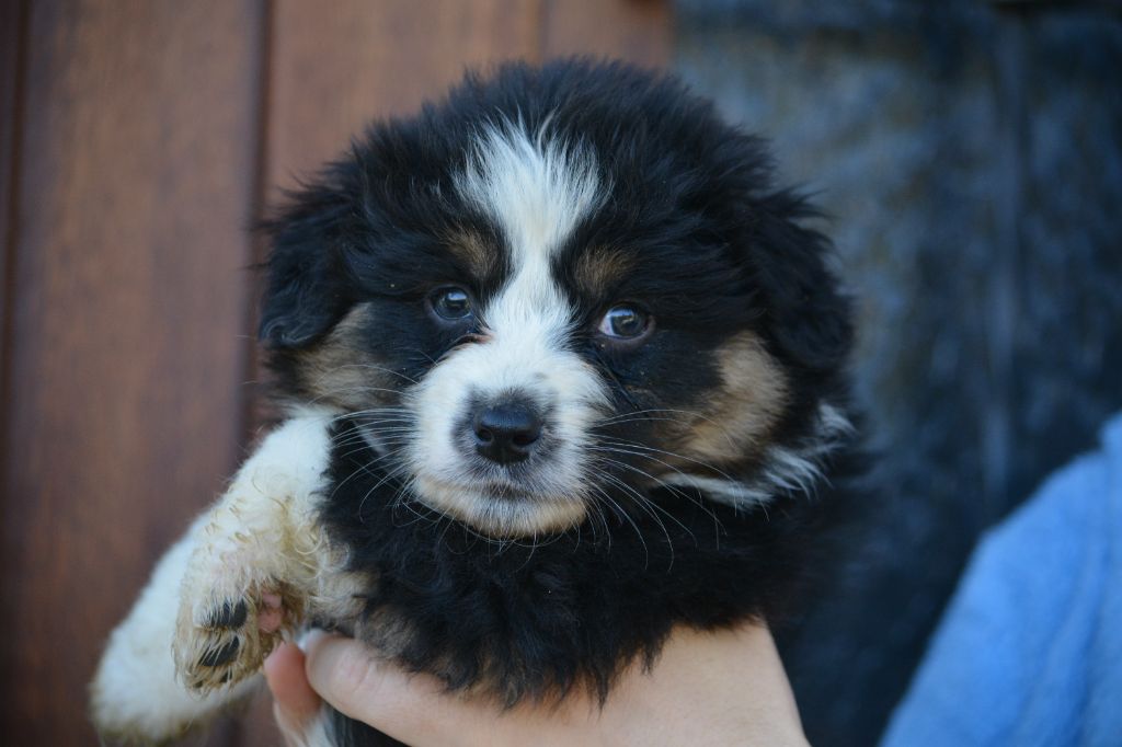 De Xiberoan Txakurrak - Chiot disponible  - Berger Australien