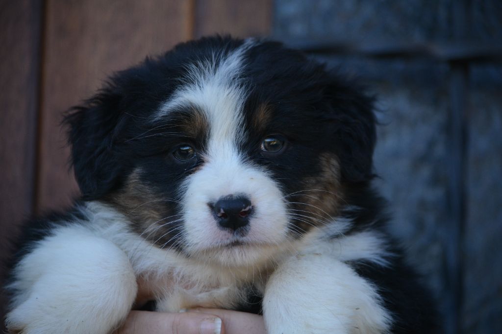 De Xiberoan Txakurrak - Chiot disponible  - Berger Australien