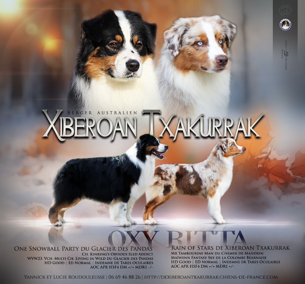 De Xiberoan Txakurrak - Chiot disponible  - Berger Australien