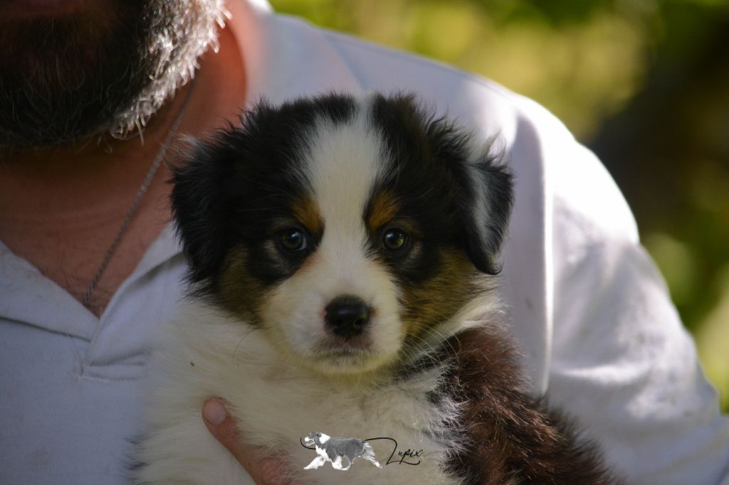 De Xiberoan Txakurrak - Chiot disponible  - Berger Australien