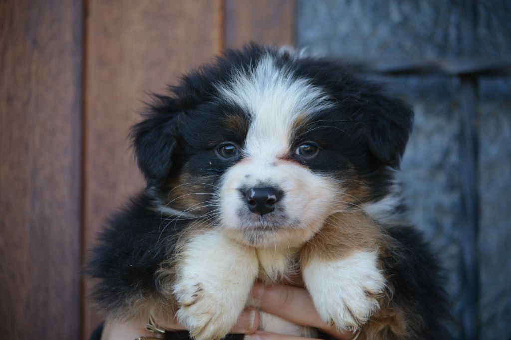 De Xiberoan Txakurrak - Chiot disponible  - Berger Australien