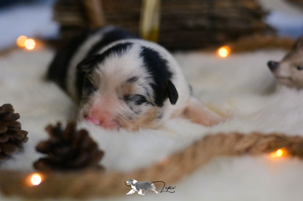 De Xiberoan Txakurrak - Chiot disponible  - Berger Australien