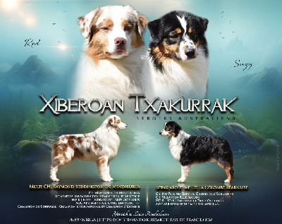 De Xiberoan Txakurrak - Berger Australien - Portée née le 05/05/2024