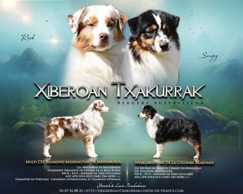 chiot Berger Australien De Xiberoan Txakurrak