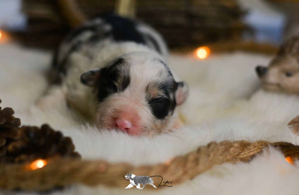 De Xiberoan Txakurrak - Chiot disponible  - Berger Australien