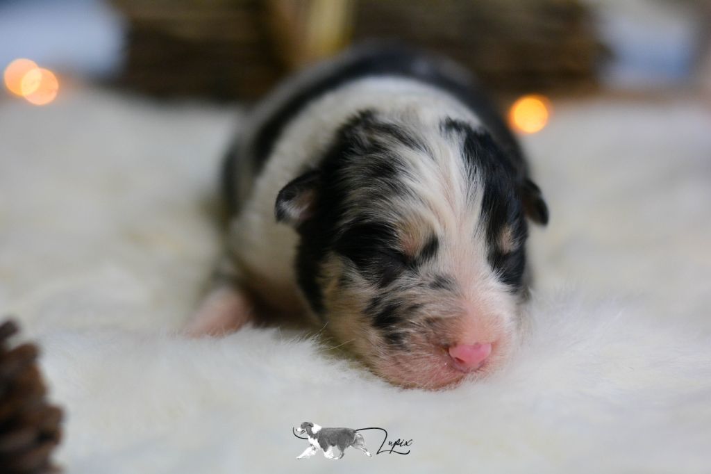 De Xiberoan Txakurrak - Chiot disponible  - Berger Australien