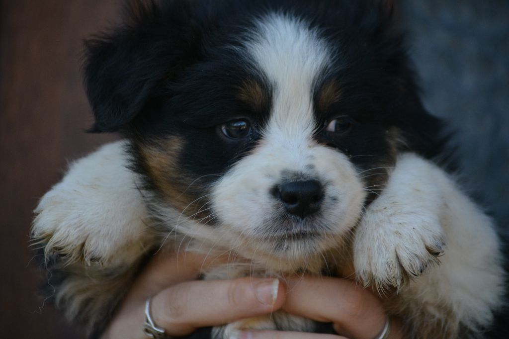 De Xiberoan Txakurrak - Chiot disponible  - Berger Australien