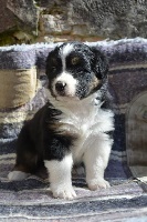 Moéra little bear